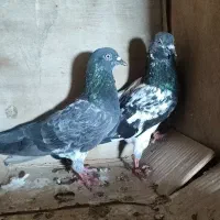 کفتر|پرنده|درگهان, |دیوار