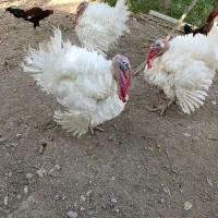 بوقلمون بیوتی