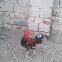 مرغ کت و خروس چهل تاج عاشقی