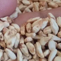 هسته‌انار