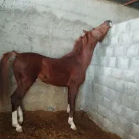 اسب|اسب و تجهیزات اسبسواری|مبارکه, |دیوار