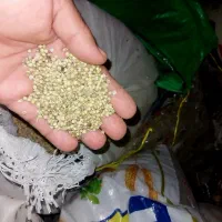 گشنیز بذری