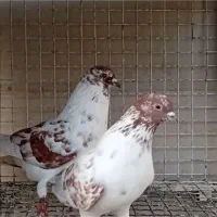 جفت گرگی اصیل