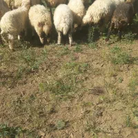 میش بره|حیوانات مزرعه|الیگودرز, |دیوار