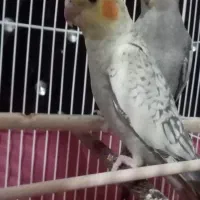 عروس هلندی  نر ماده