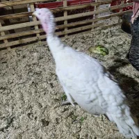 بوقلمون ماده