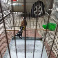 ۲عدد سهره بخون