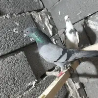 کبوترسبزنر