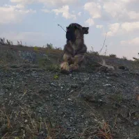 سگ سرابی