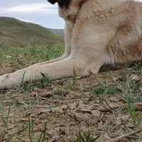 واگذاری سگ سرابی