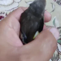 سهره