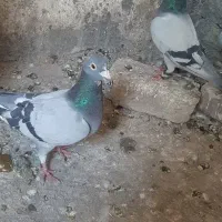 کفتر پلاکی مسافتی و سفید