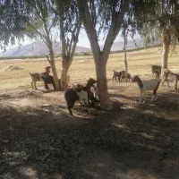 بزوتوشک فروشی