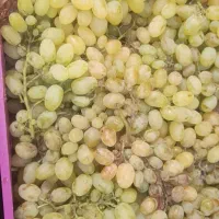 انگور ۴۵