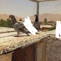 کبوتر کاکل نر