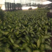 تولیدی گل و گیاه عمده محلات