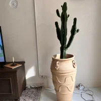 کاکتوس افوربیا با خمره سفالی