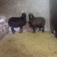 دوتا بره ماده خرج خور دارم فروشی