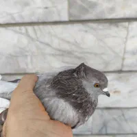 کفتر گرگی پیس کاکلی معاوضه با نر سرور کاکلی