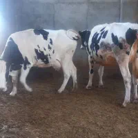 گاو آبستن شکم دوم