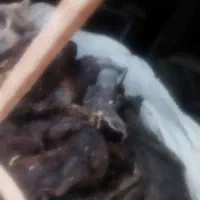 پشم گوسفند