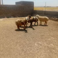 میش داشتی