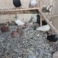 ۱۱ تا کفتره گرفتنی دونه ای ۱۰۰ تومن