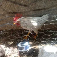 فروش یک عدد خروس
