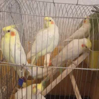عروس هلندی