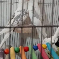 یک جفت عروس هلندی البینیو درجه یک