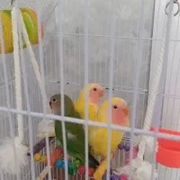جوجه طوطی برزیلی