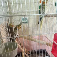 جفت عروس هلندی
