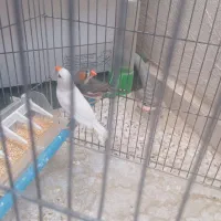 فنج