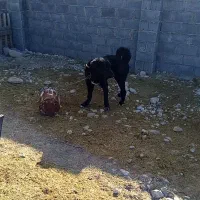 سگ قدر جونی