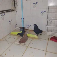 کبوتر