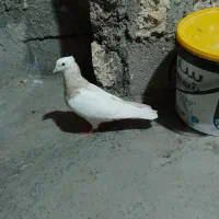 کفتر طوق ماده