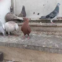 کفتر|پرنده|شیراز, دشت چنار|دیوار