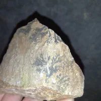 شجر درختی قدیمی