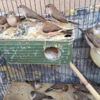 فنچ|پرنده|بم, |دیوار