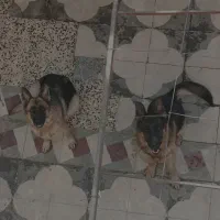 فروش یک جفت ژرمن شپرد اصیل