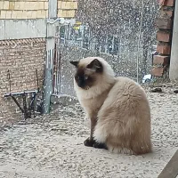 گربه|گربه|ملکان, |دیوار