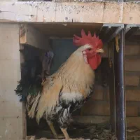 خروس عربی