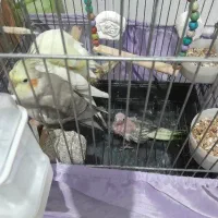 یک جفت عروس هلندی مولدبا یک عدد جوجه تازه دون خور