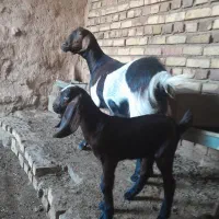 بزدورگ جوان با بزغاله نردرجه یک