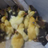 جوجه اردک روسی