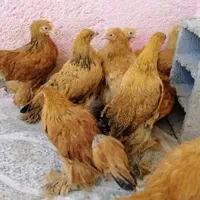 تیمچه برهما