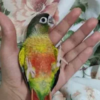 جفت گرینچیک فول اهلی