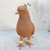 کفتر سینه آبی ماده چشم نوک سفید