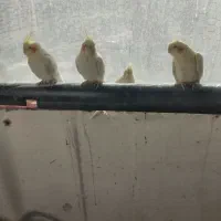 لوتینو|پرنده|پرند, فاز ۴|دیوار