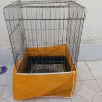قفس کاسکو وعروس هلندی